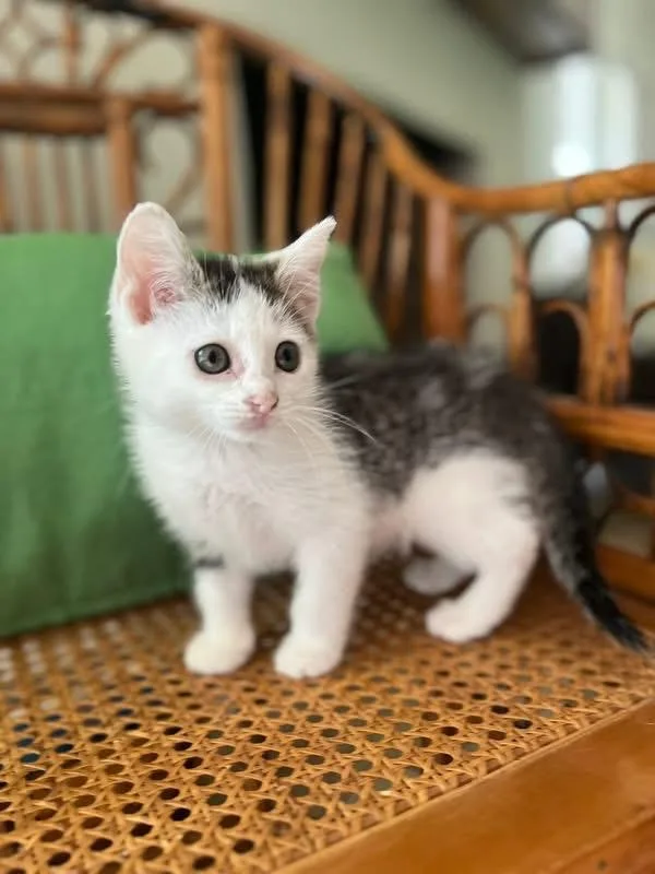 A baby large-sized female Tabby cat named Katniss Everdeen for adoption in Nacogdoches, TX