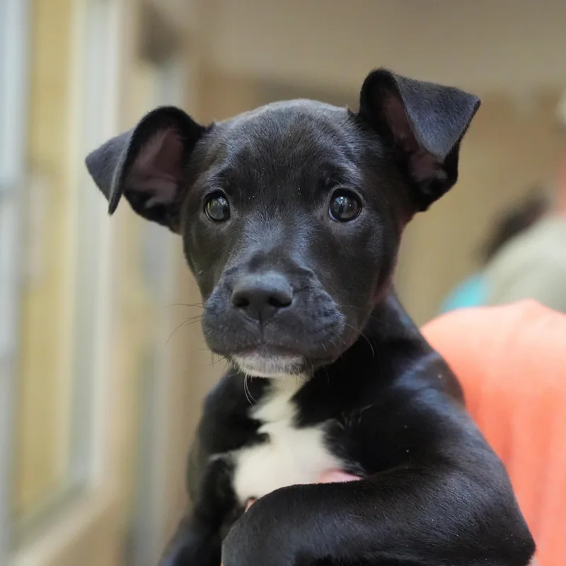A young medium-sized female Black Feist dog named Lahanna for adoption in Aiken, SC