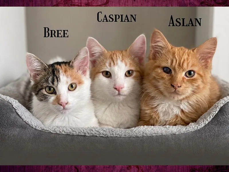 A young medium-sized female Calico Domestic Long Hair cat named Bree for adoption in Charles Town, WV
