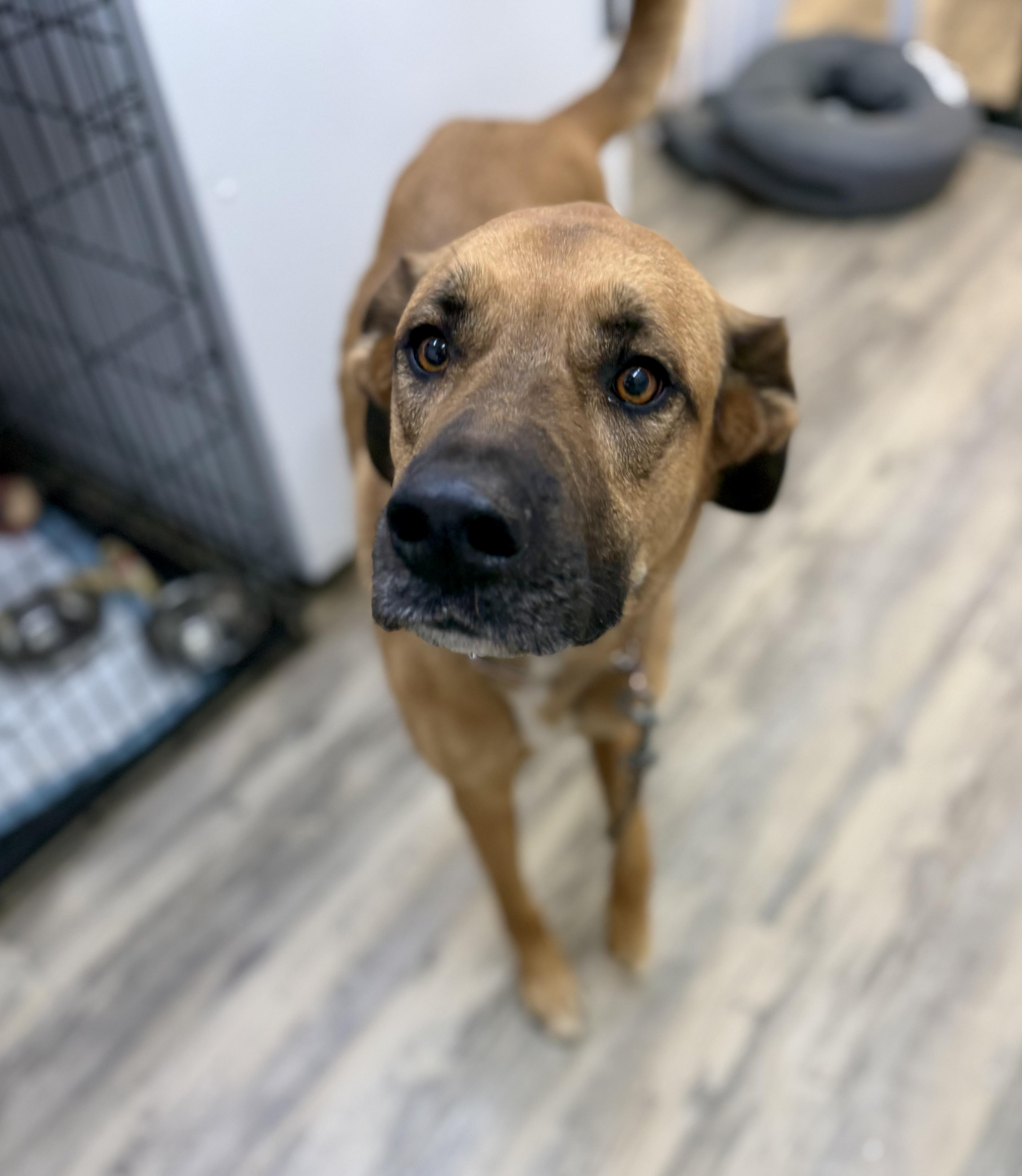 An adult large-sized male Anatolian Shepherd dog named Rango for adoption in Sonora, CA