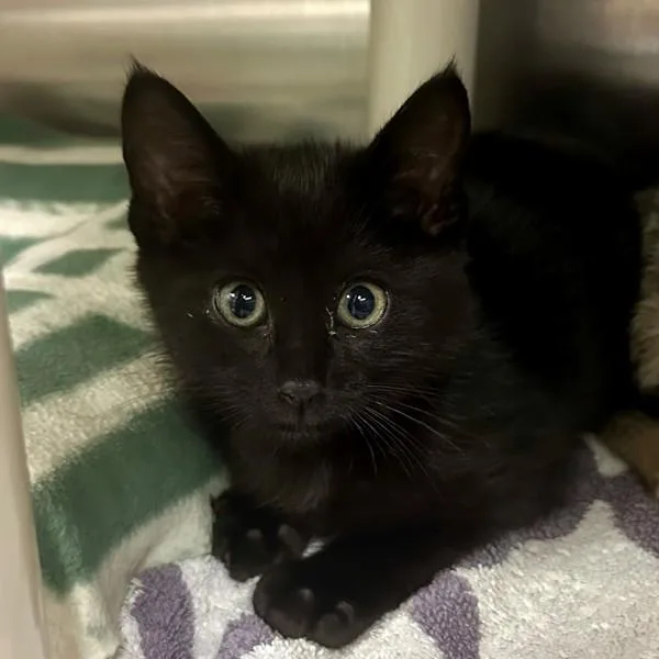 A baby small-sized male Domestic Short Hair cat named Quiggle for adoption in Walnut Creek, CA