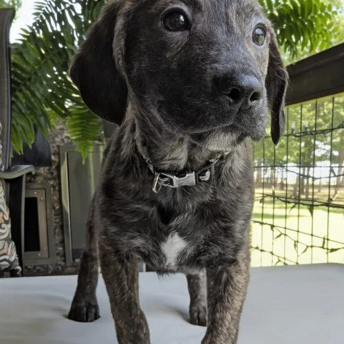A baby small-sized male Bicolor Beagle dog named Racer for adoption in Leesburg, AL