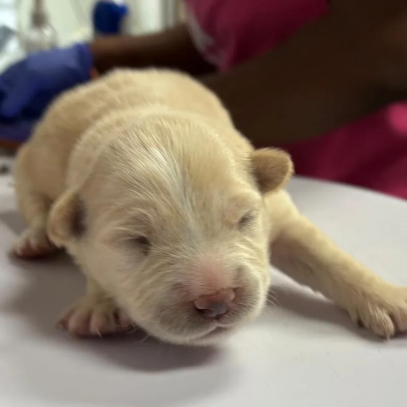 A baby small-sized female Yellow / Tan / Blond / Fawn Retriever dog named Jacqueline for adoption in Yuma, AZ