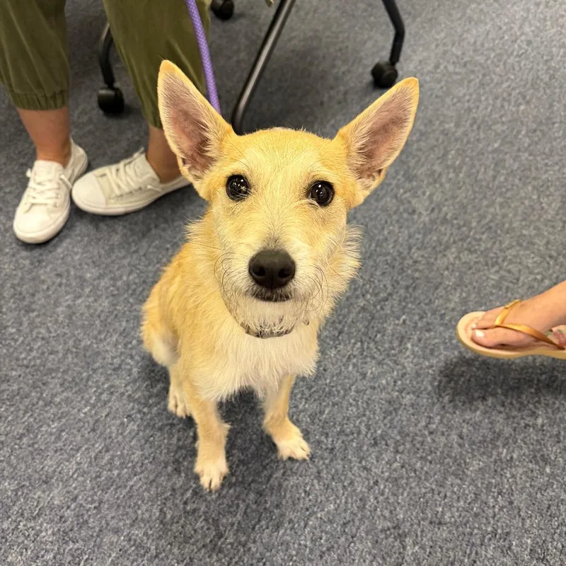 A young medium-sized male Yellow / Tan / Blond / Fawn Fox Terrier dog named Denis for adoption in Houston, TX
