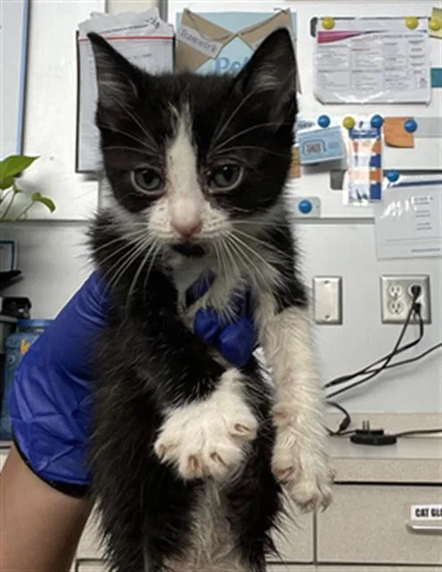 A baby medium-sized female Domestic Short Hair cat named Bambi for adoption in Dallas, TX