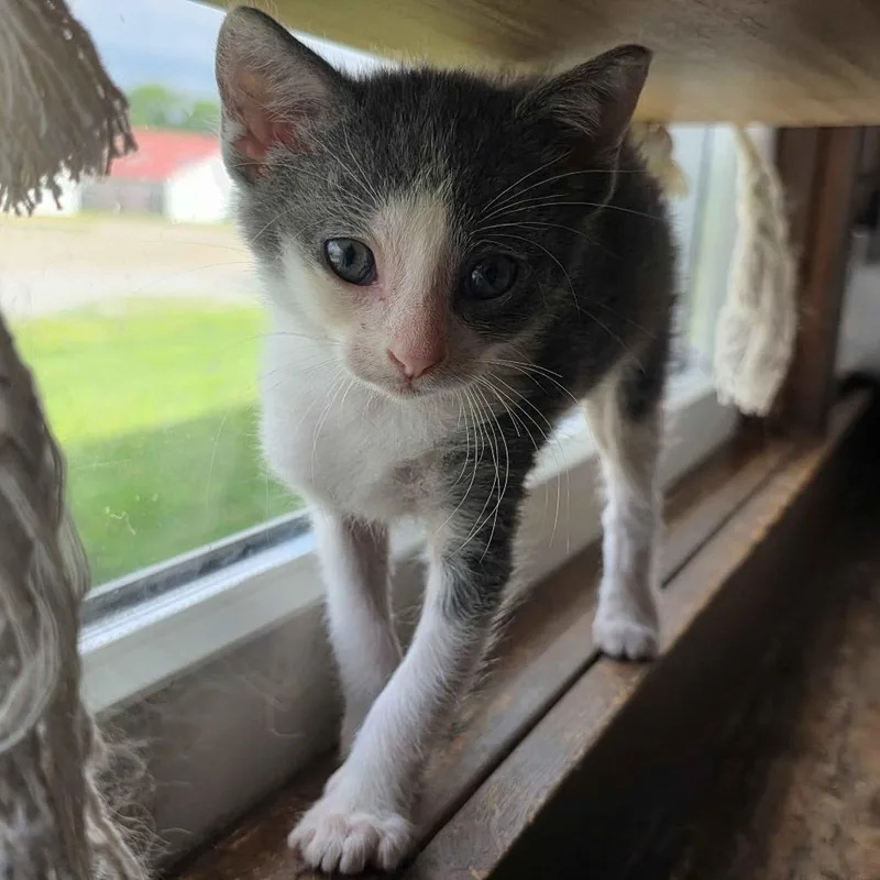 A baby small-sized male Gray / Blue / Silver Domestic Short Hair cat named Basil for adoption in Delaware, OH