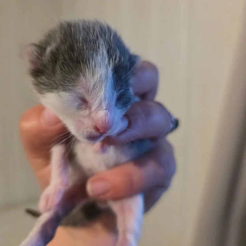 Basil thumbnail 2