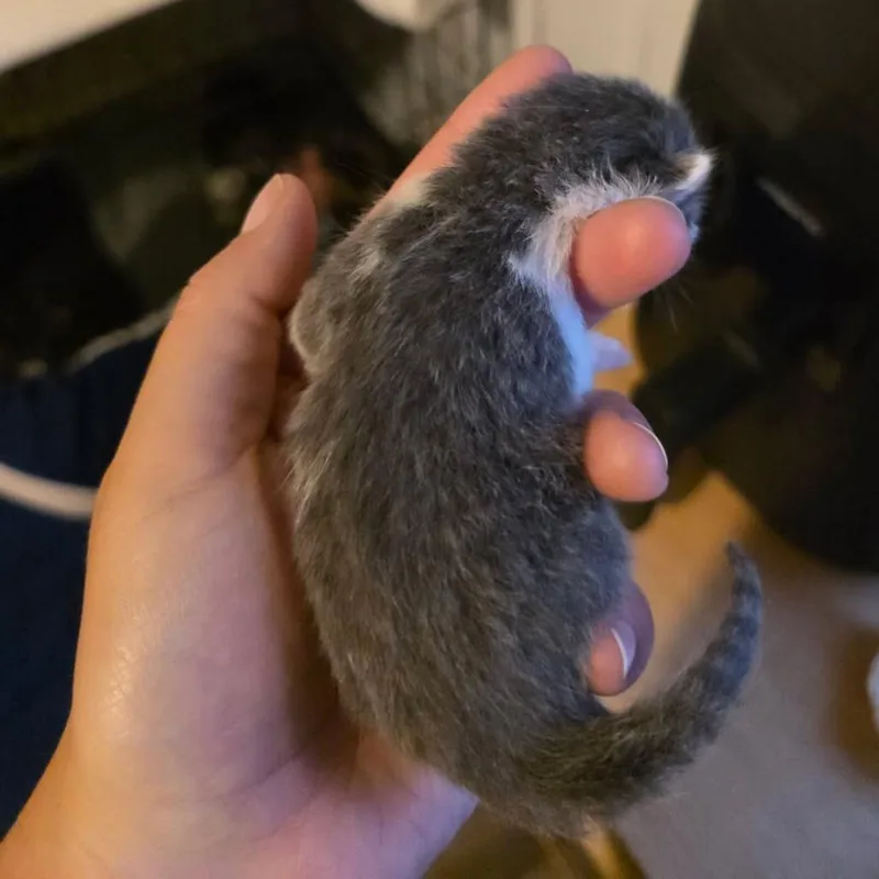 Basil thumbnail 3