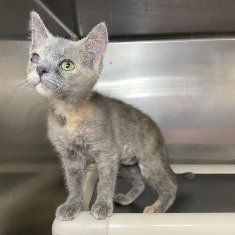 A young medium-sized female Domestic Short Hair cat named Chiquita for adoption in Roanoke, VA