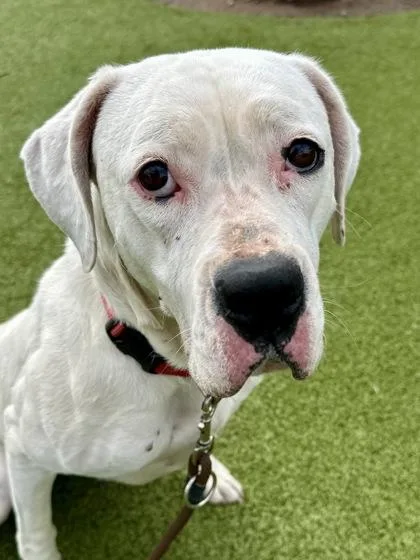 An adult large-sized female White / Cream Mixed Breed dog named Heather for adoption in Wichita, KS