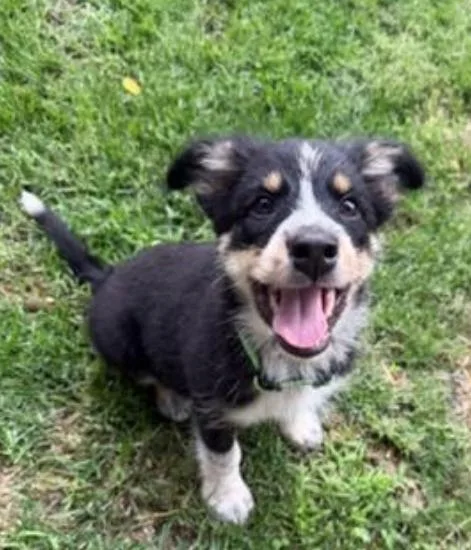 A baby medium-sized female Black Border Collie dog named Rainier for adoption in Springfield, MO