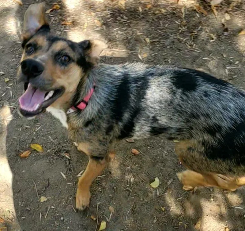 A baby medium-sized female Shepherd dog named Holly for adoption in Thornton, CO