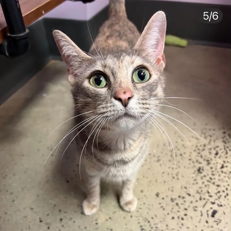 A young medium-sized female American Shorthair cat named Leila for adoption in Danbury, CT