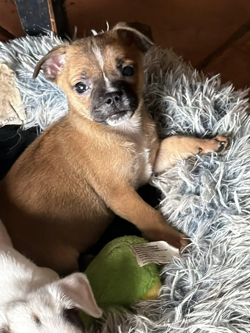 Sweet Treat Pups