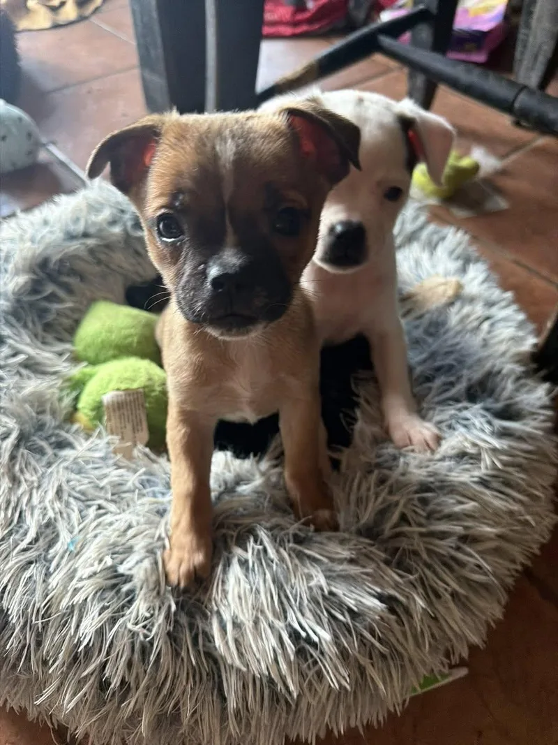Sweet Treat Pups  thumbnail 2
