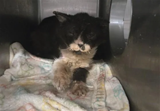 An adult small-sized male Domestic Short Hair cat named Gigglescape for adoption in Jacksonville, FL