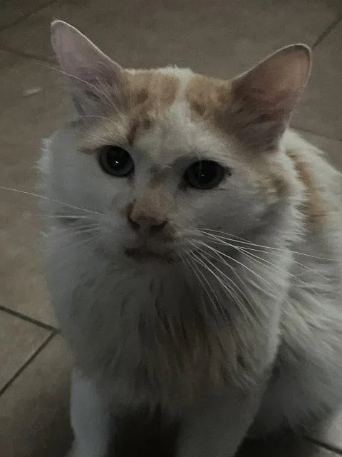 An adult medium-sized male Siamese cat named Elvis for adoption in Glendale, AZ