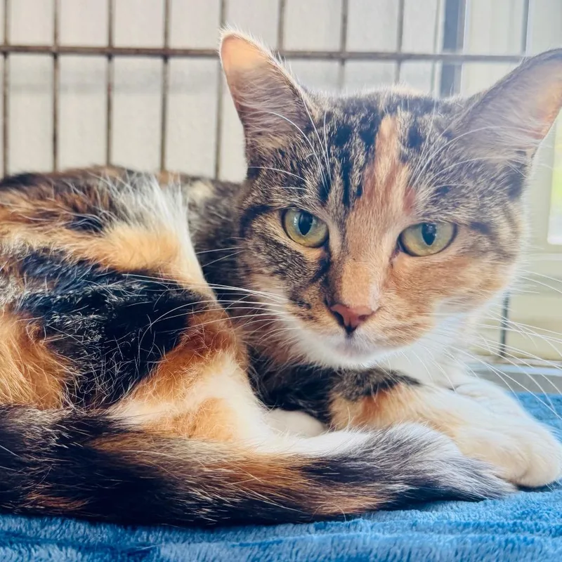 A young small-sized female Domestic Short Hair cat named Cali for adoption in Lebanon, MO
