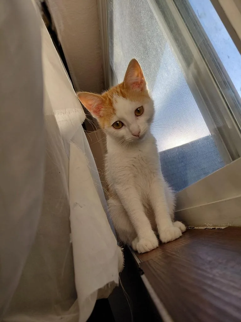 A baby medium-sized male Domestic Short Hair cat named Tom Sawyer for adoption in Salt Lake City, UT