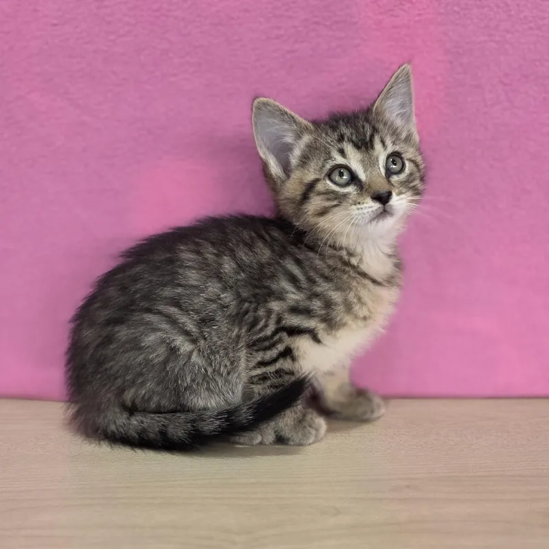 A baby small-sized female Tabby (Brown / Chocolate) Domestic Short Hair cat named Pistachio for adoption in Macomb Twp, MI
