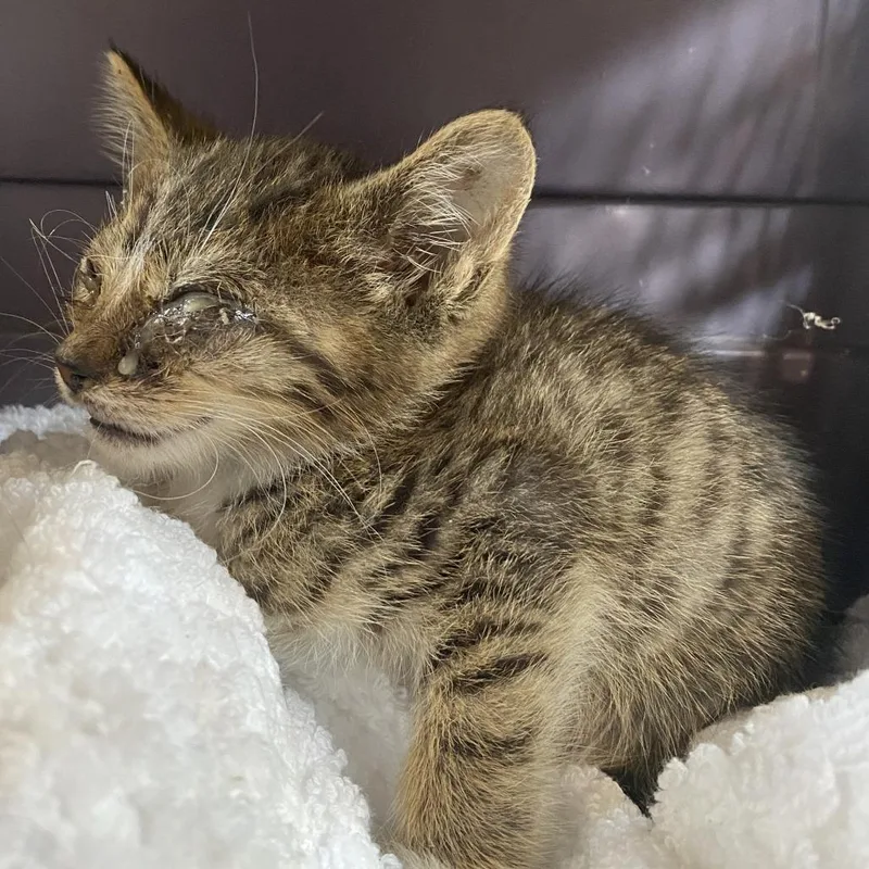A baby small-sized male Brown / Chocolate Domestic Short Hair cat named 71671 for adoption in Harrisonburg, VA