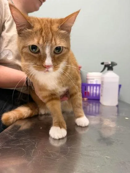 An adult large-sized female Orange & White Domestic Short Hair cat named Kleo for adoption in Annapolis, MD