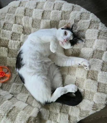 Maggie