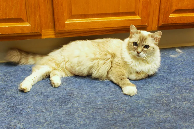 An adult medium-sized female Ragdoll cat named Tigger for adoption in Urbana, OH