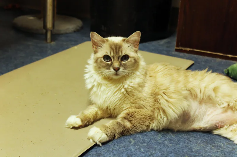 Tigger thumbnail 2