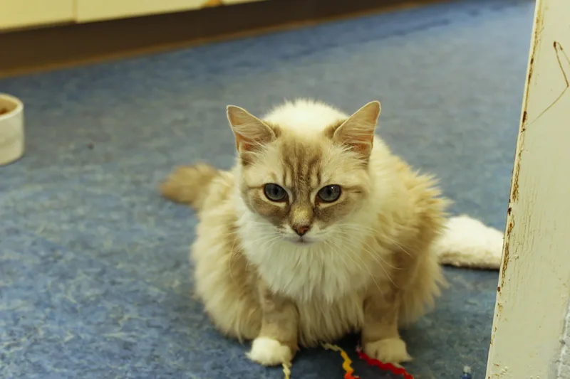 Tigger thumbnail 3