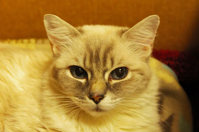 Tigger thumbnail 5