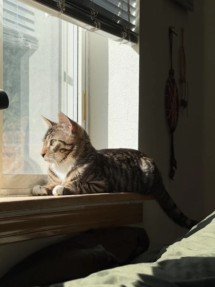 A baby small-sized male Domestic Short Hair cat named Captain for adoption in Thornton, CO