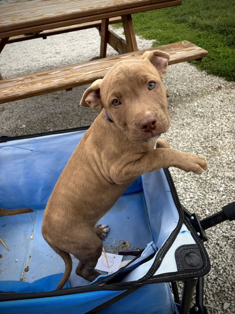 Puppies  Apple Jack