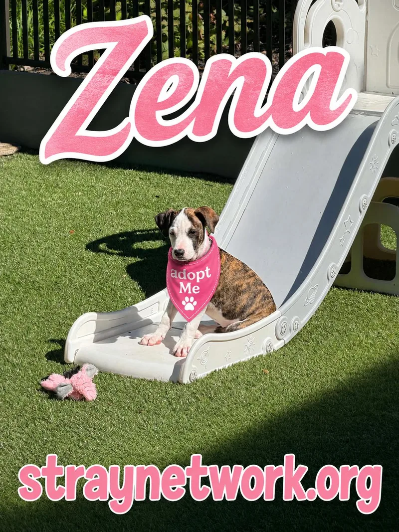 Zena thumbnail 6