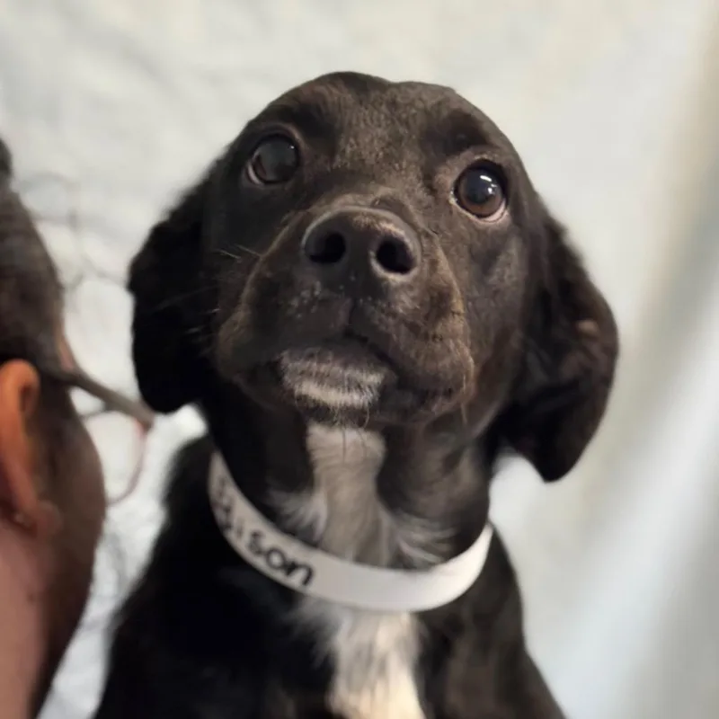 A young small-sized male Black Chihuahua dog named Edison for adoption in Santa Barbara, CA