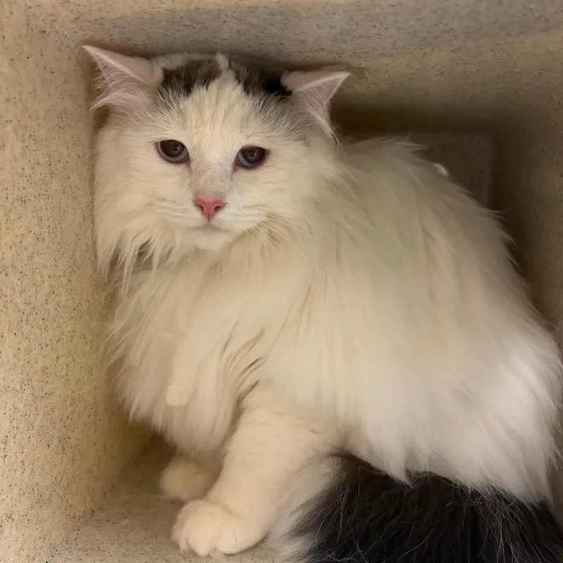 An adult large-sized female White Domestic Long Hair cat named Dahlia for adoption in Reno, NV