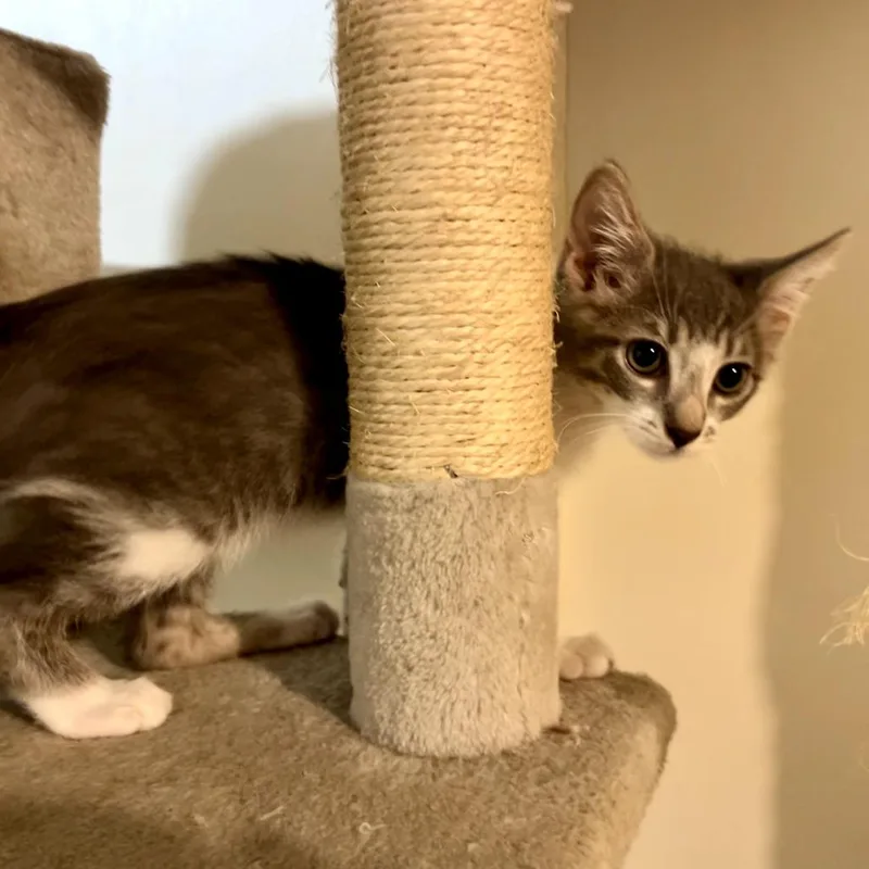 A baby small-sized male Gray / Blue / Silver Domestic Short Hair cat named Apex for adoption in Sarasota, FL