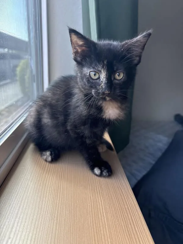 A baby small-sized female Domestic Short Hair cat named Quinn for adoption in Vancouver, WA