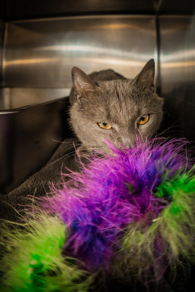 An adult medium-sized male Russian Blue cat named Charlie Lion for adoption in Herndon, VA