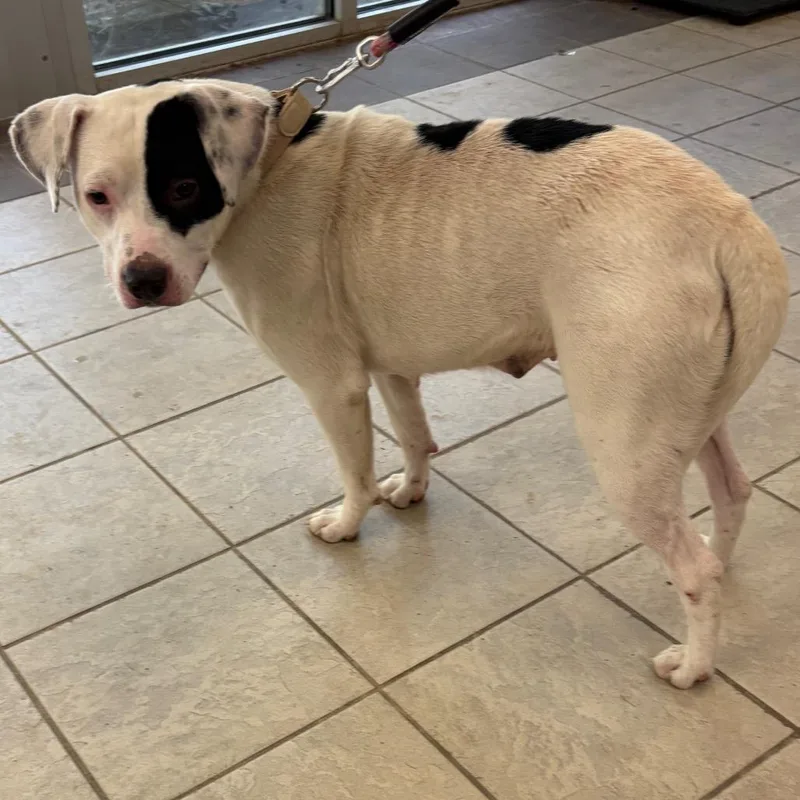 An adult small-sized female White / Cream Mixed Breed dog named StrayrdStreet for adoption in Columbus, GA