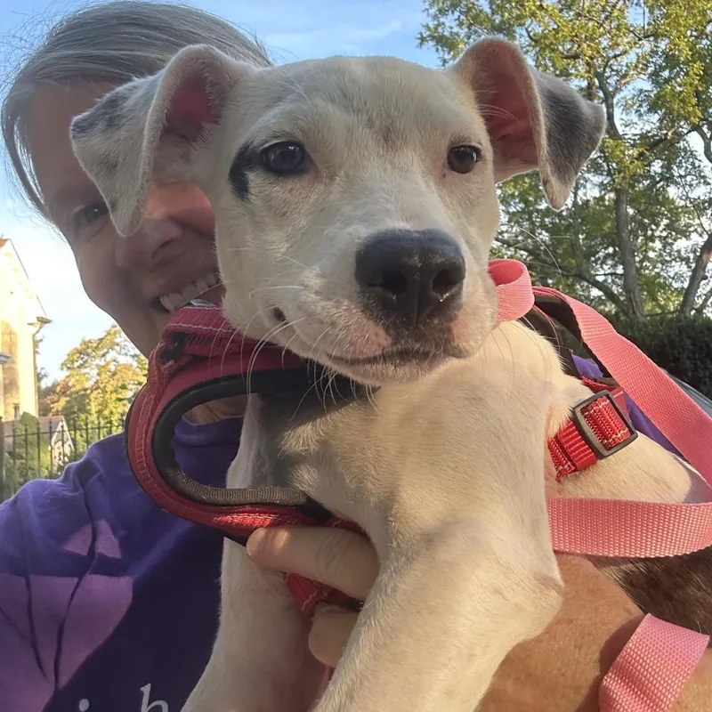 A baby small-sized female White / Cream Mixed Breed dog named Itsy for adoption in Rockville, MD