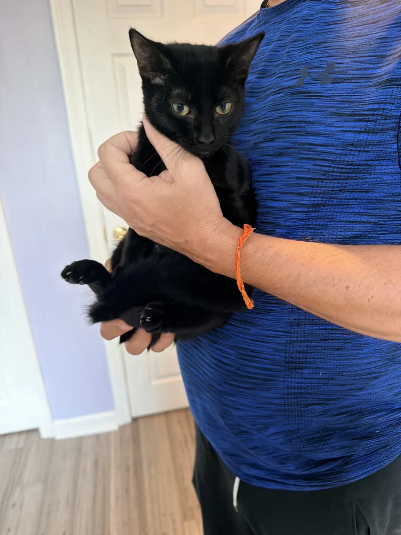 A baby small-sized female Domestic Short Hair cat named Noel for adoption in Shrewsbury, MA