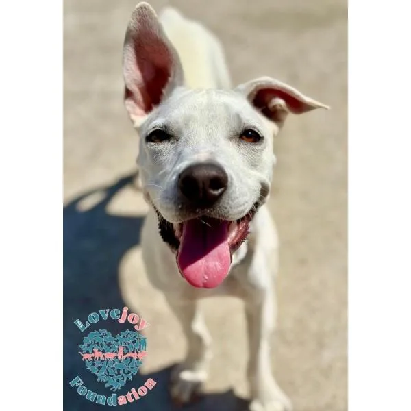 A baby medium-sized female White / Cream Pit Bull Terrier dog named Cashew for adoption in Inglewood, CA