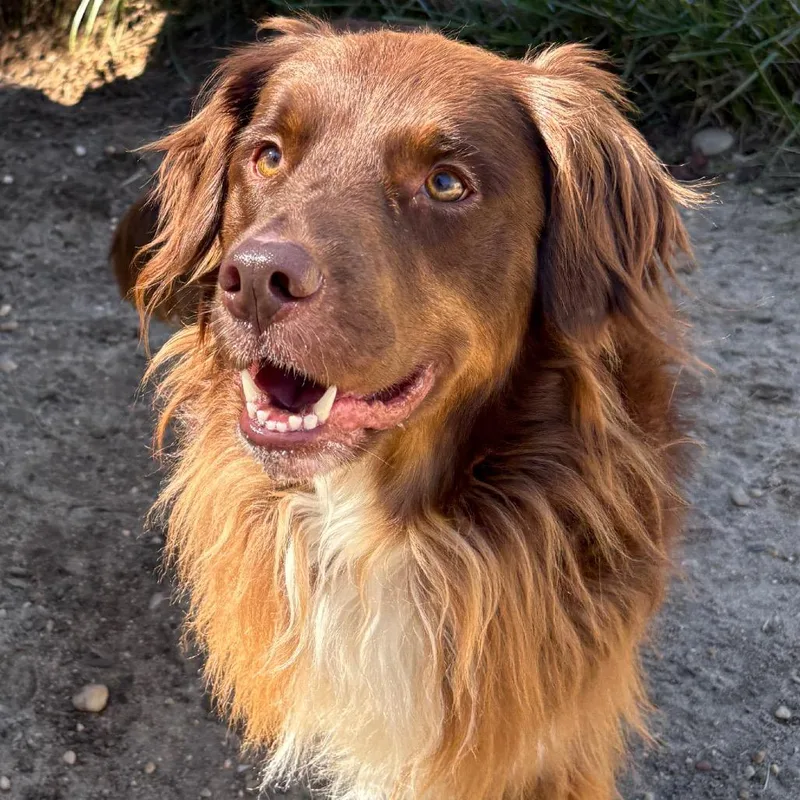 An adult medium-sized male Collie dog named Chewy for adoption in Calverton, NY