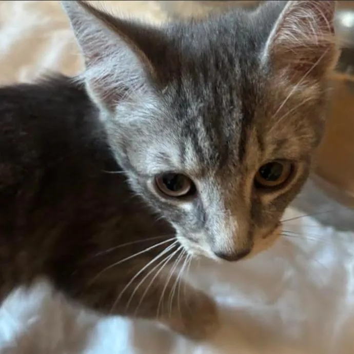 A baby small-sized male Gray / Blue / Silver Domestic Short Hair cat named Hank for adoption in Gordonsville, TN