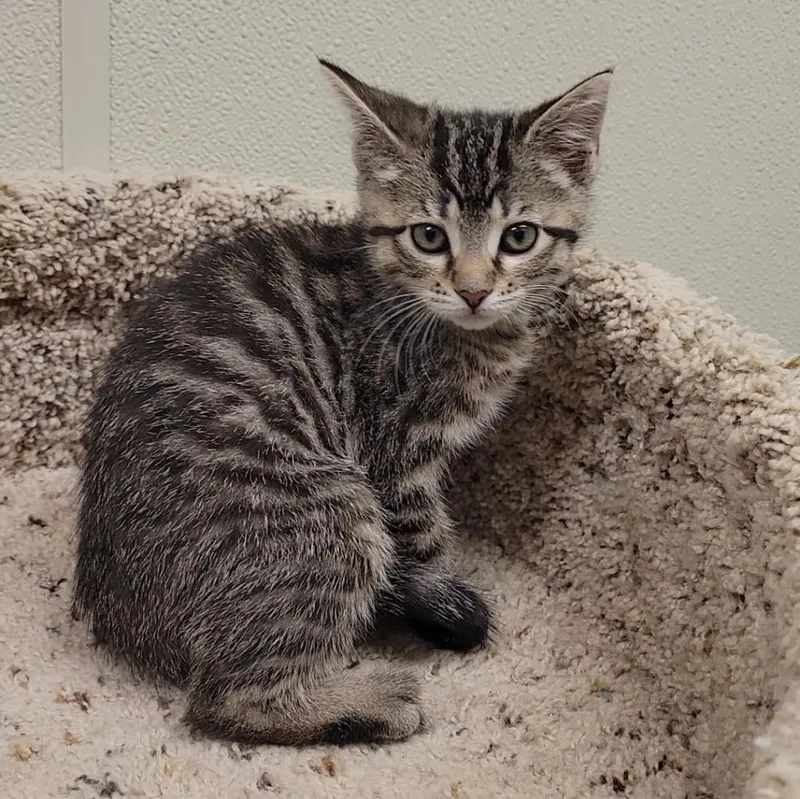 A baby medium-sized female Domestic Short Hair cat named Laffy Taffy for adoption in Sandusky, OH