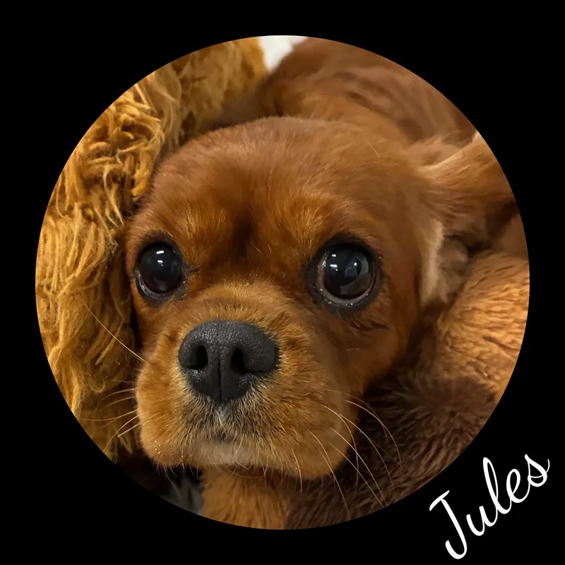 An adult small-sized female Red / Chestnut / Orange Cavalier King Charles Spaniel dog named Jules for adoption in Fredericksburg, VA