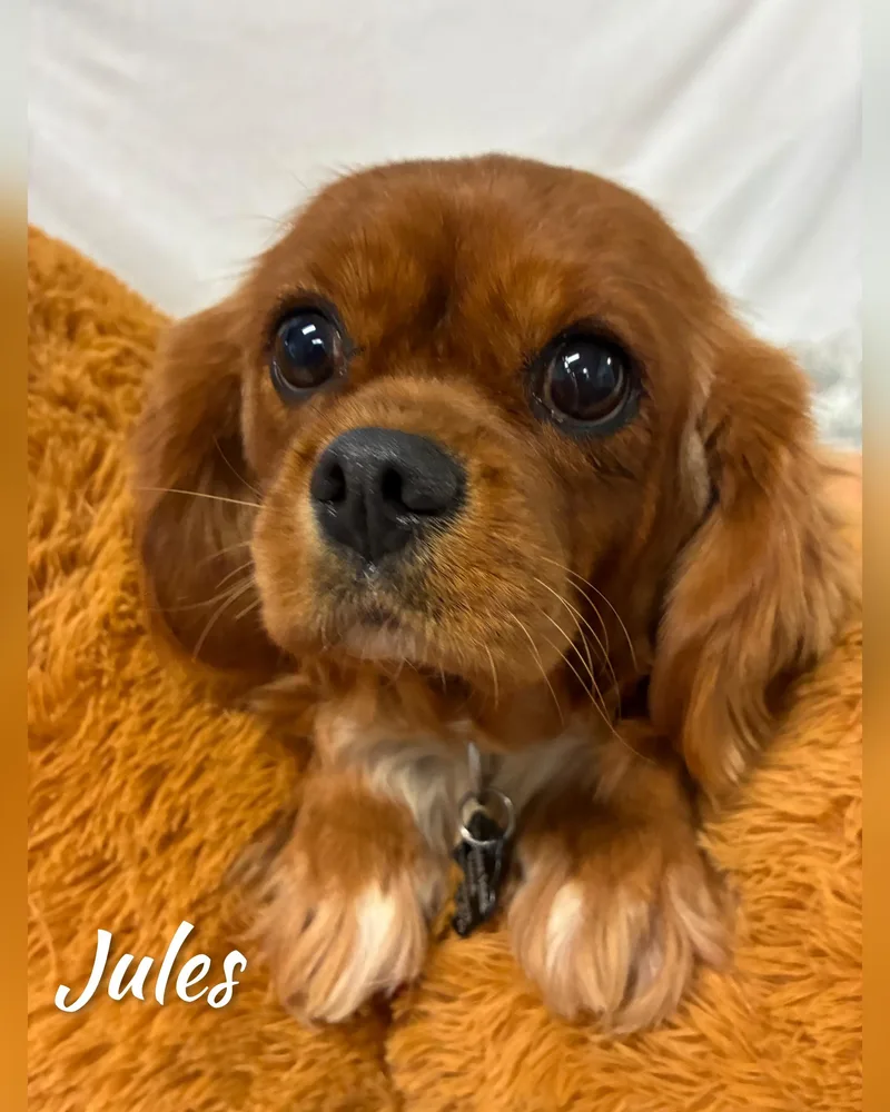 Jules thumbnail 3