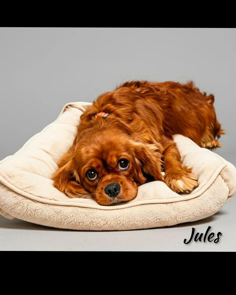 Jules thumbnail 4