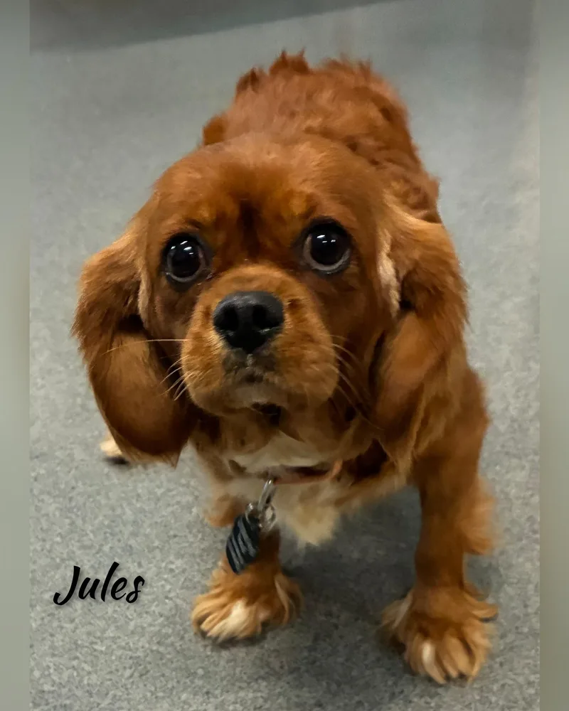 Jules thumbnail 5